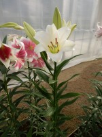 [4105 Savanne No01.JPG]